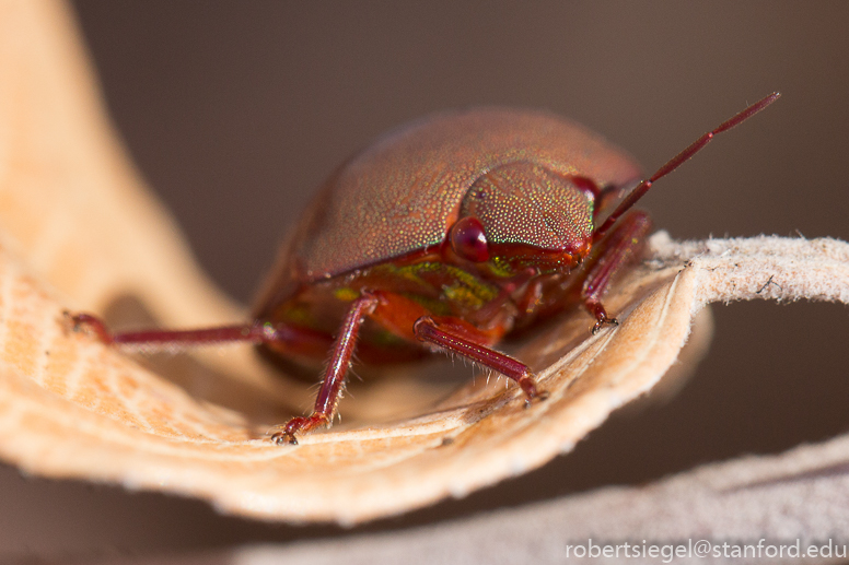 red bug